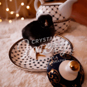 Dominique Chick Standing in Teacup – Printable Photo Art Download